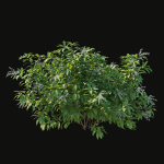 Pieris Floribunda bush