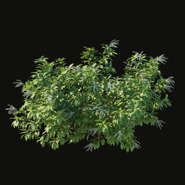 Pieris Floribunda bush