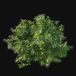 Pieris Floribunda bush