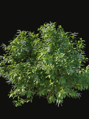 pieris-floribunda-bush-3d-model-a53ddc42ae