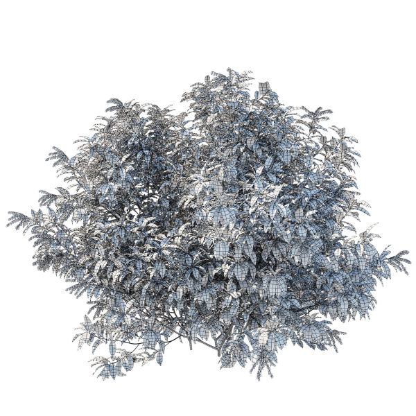 Pieris Floribunda bush