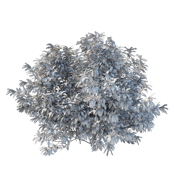 Pieris Floribunda bush
