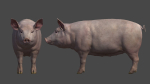 PIG FAMILY