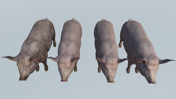 PIG FAMILY