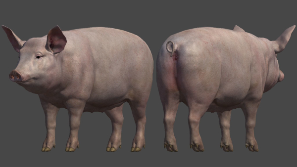 PIG FAMILY