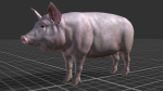 PIG FAMILY