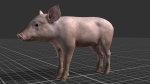 PIG FAMILY