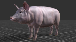 PIG FAMILY