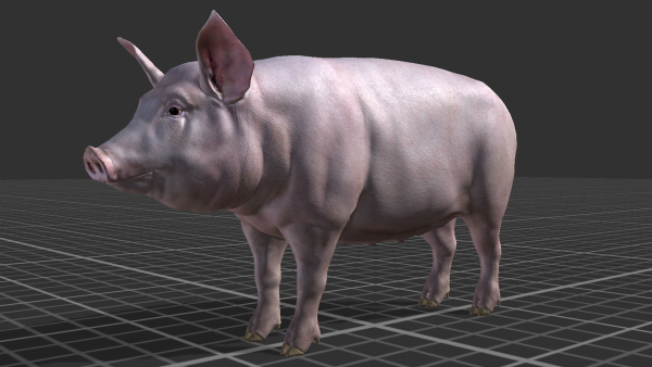 PIG FAMILY