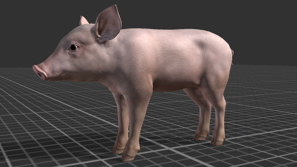 PIG FAMILY