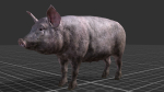 PIG FAMILY