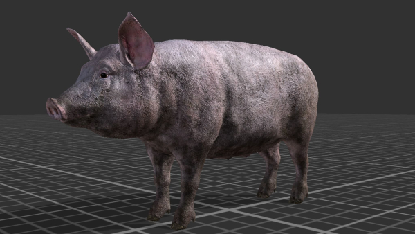 PIG FAMILY