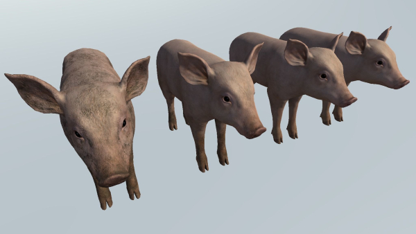 PIG FAMILY