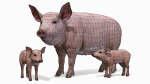 PIG FAMILY