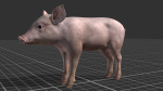 PIG FAMILY