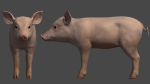 PIG FAMILY