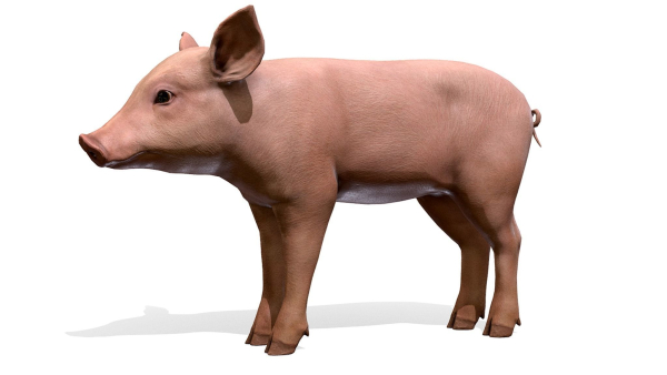 PIG FAMILY