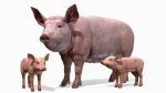 PIG FAMILY