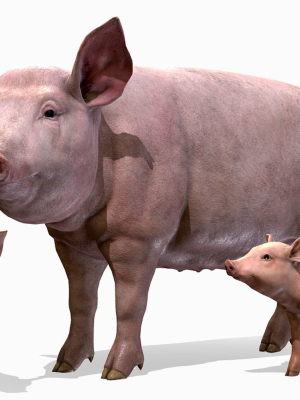 pig-family-3d-model-9c7e62b176