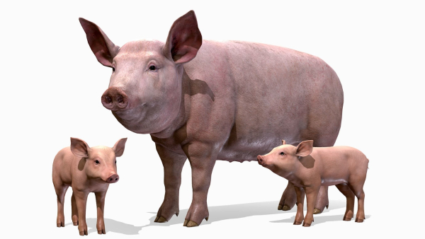 PIG FAMILY