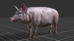 PIG FAMILY