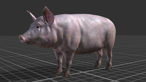 PIG FAMILY