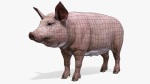 PIG FAMILY