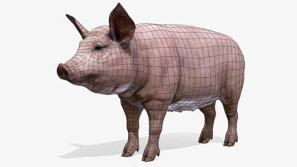 PIG FAMILY