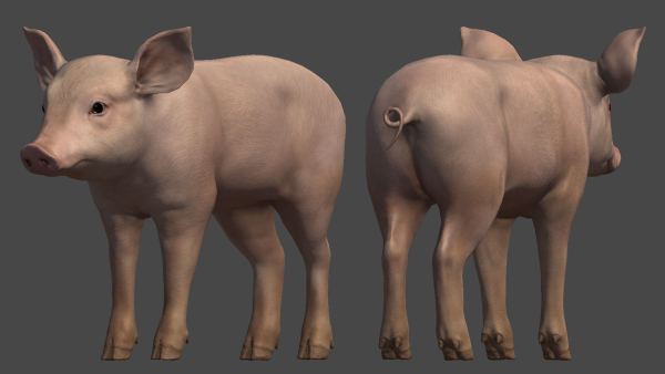 PIG FAMILY