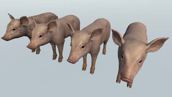 PIG FAMILY