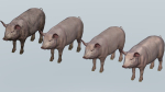 PIG FAMILY