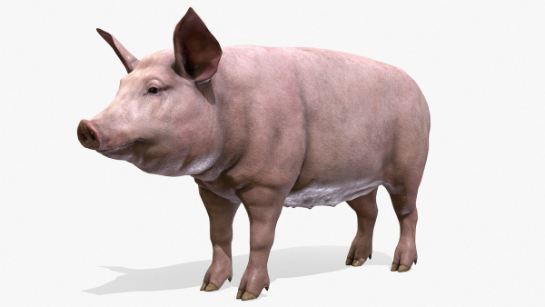 PIG FAMILY