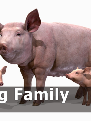 PIG FAMILY