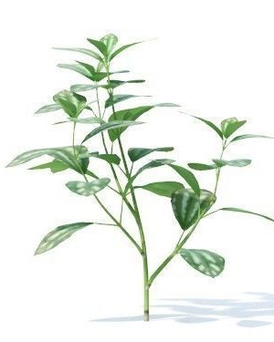 pilea-cadierei-6-variations-3d-model-1796baf015