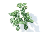 Pilea cadierei 6 variations