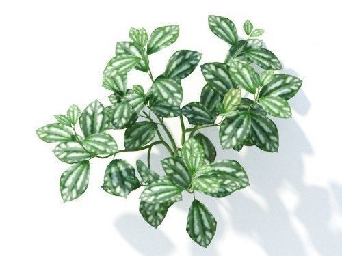 Pilea cadierei 6 variations