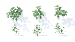 Pilea cadierei 6 variations