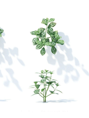 Pilea cadierei 6 variations