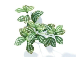 Pilea cadierei 6 variations