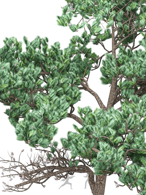 pine-7-3d-model-max-obj-fbx