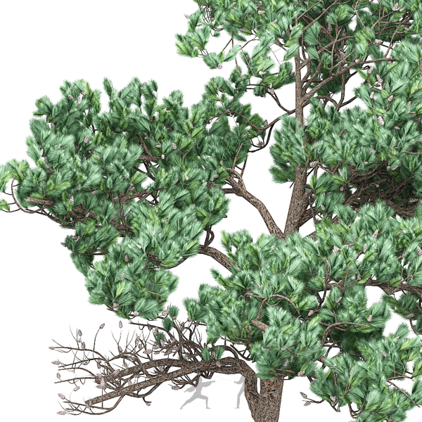 Pine 7 tree