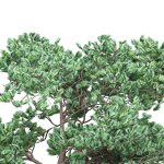 Pine 7 tree