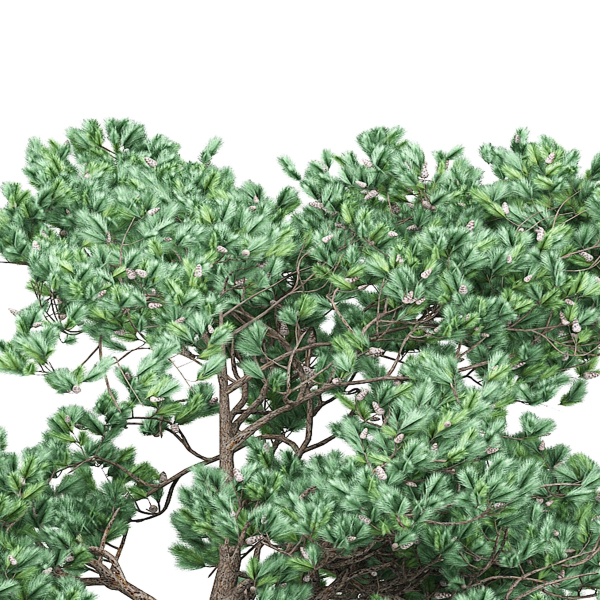 Pine 7 tree
