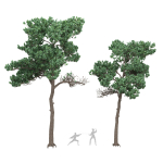Pine 7 tree