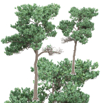 Pine 7 tree