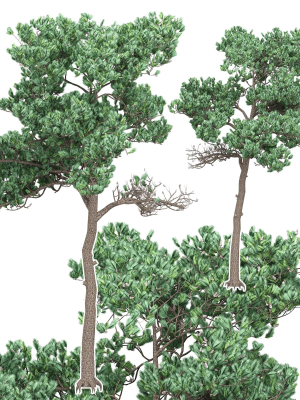 Pine 7 tree