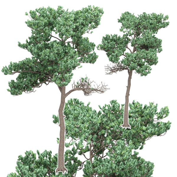 Pine 7 tree