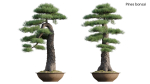 Pine bonsai GrowFX