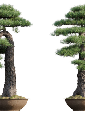 pine-bonsai-growfx-3d-model-max-fbx