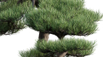 Pine bonsai GrowFX